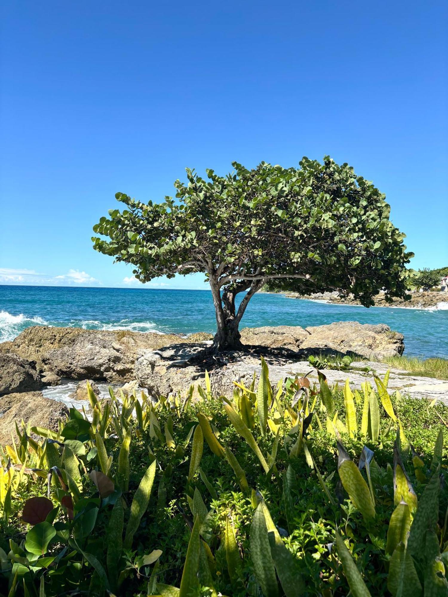 Anse-BertrandLavann Wouj - Proche Des Plages Et Du Bourg别墅 外观 照片